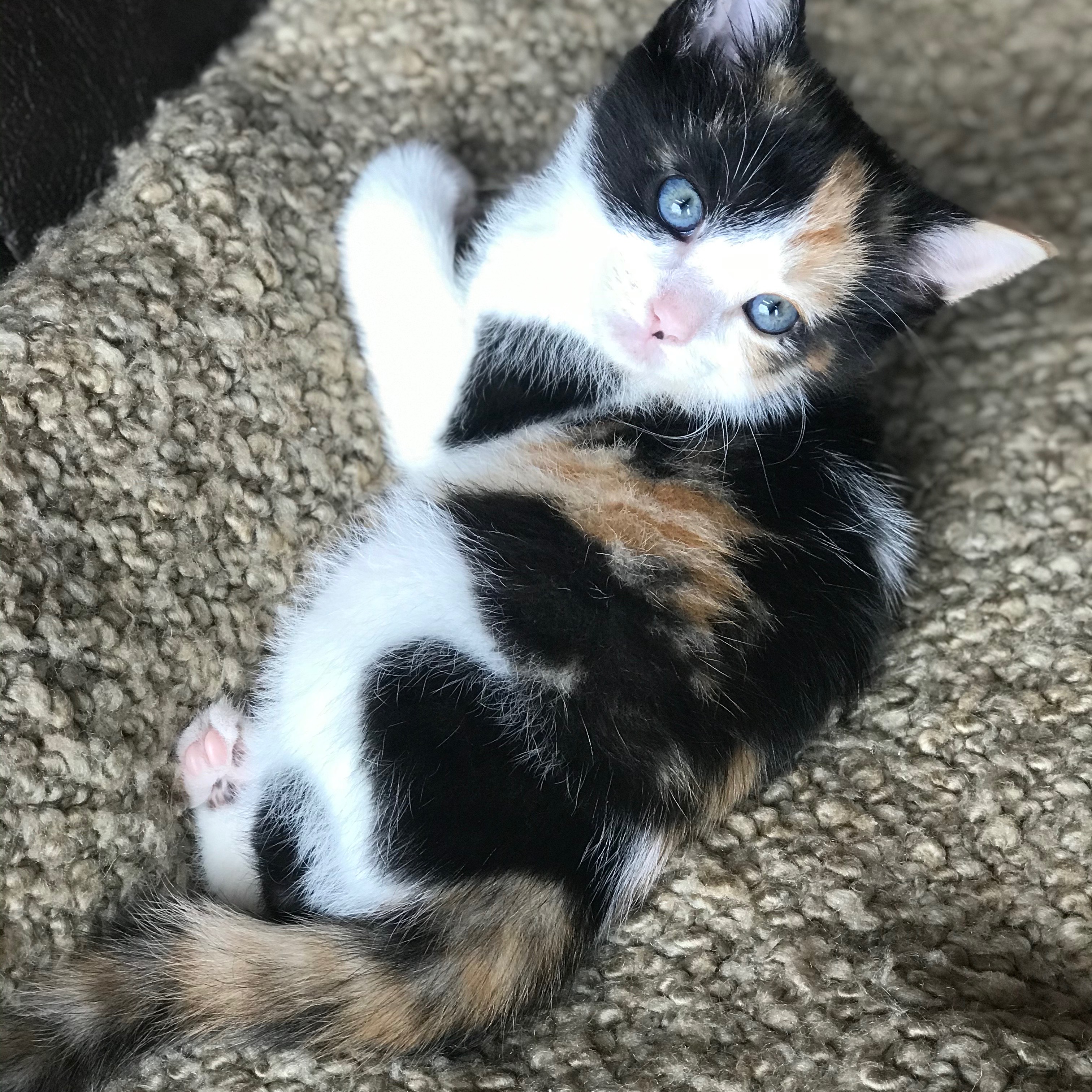 avatar of Skol Vikings