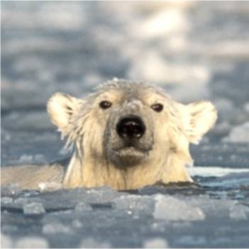 avatar of BiPolar Bear