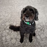 avatar of WoofWoofWoof1