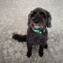 avatar of WoofWoofWoof1