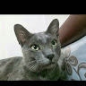 avatar of Blue M