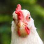 avatar of Chickens