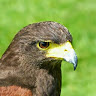 avatar of Graham Mason