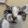 avatar of chinh4thepro