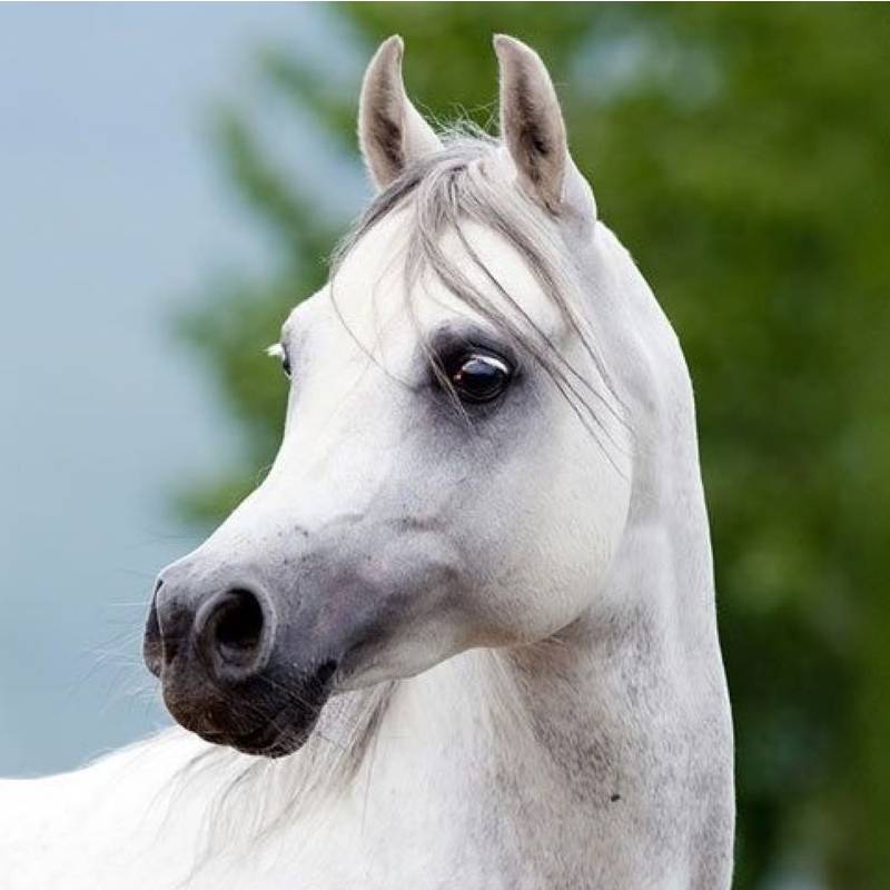 avatar of ArabianBreed