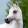 avatar of ArabianBreed