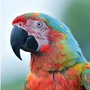 basic parrot_3546 | 3D Printing Articles & Resources