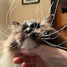 avatar of Sionan En Rois