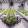 avatar of Plant_3D