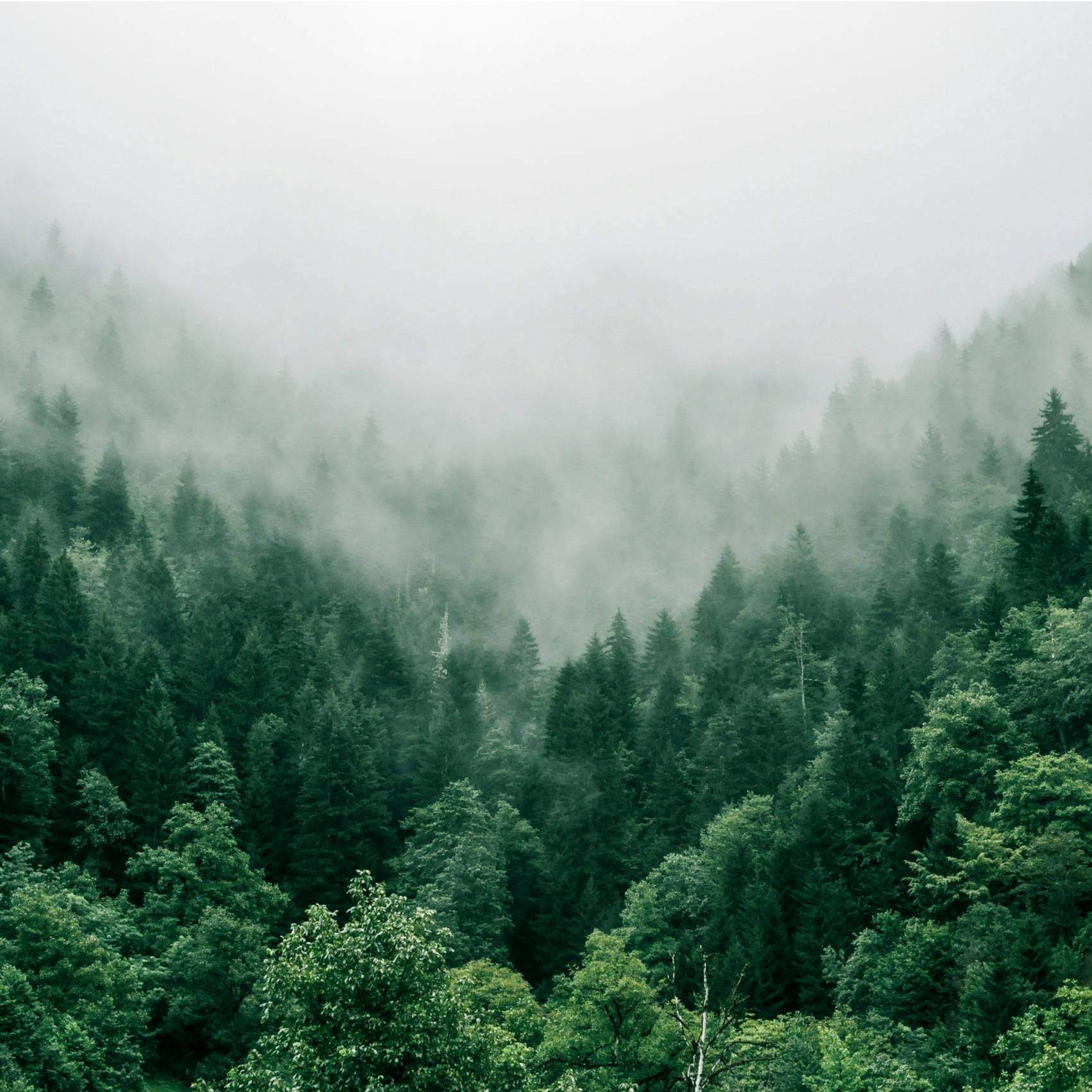 avatar of Wilderness Prints