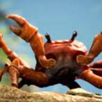avatar of crab Lover