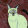 avatar of Колючий Птенец
