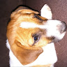 avatar of Salome Strydom