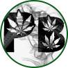 avatar of PerfectBake420