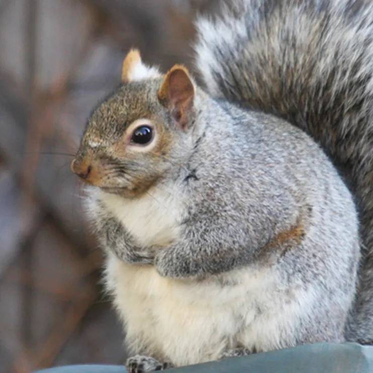 avatar of SquirrelLovesPotato