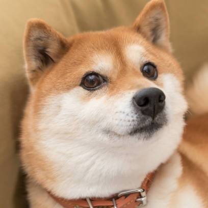 avatar of ShibaStudio 3D