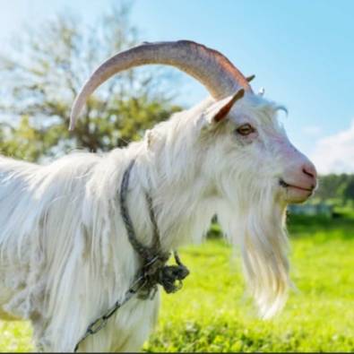 avatar of just a goat