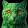 avatar of Lord Tiger