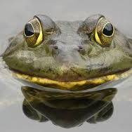 avatar of Froggydog