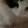 avatar of T-Dog CC