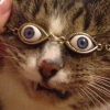 avatar of Raxer