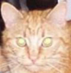 avatar of teddlesruss