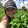 avatar of Izala Nogueira