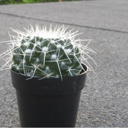 avatar of cheezy_gorl