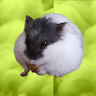 avatar of Leo Rap