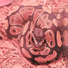 avatar of 3D Viper 208