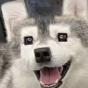 avatar of 猪头H方