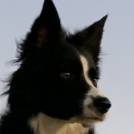 avatar of Braddock Musilli