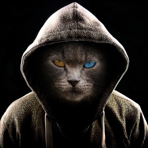 avatar of Davo N