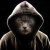 avatar of Davo N
