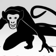 avatar of Surface Monkey
