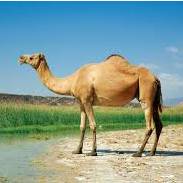 avatar of camel123