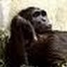 avatar of Yatan87
