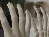Human Hand Anatomy Bones 3D Print Model-7