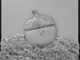 acorn fallen on the ground-0