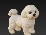Maltese Dog-0