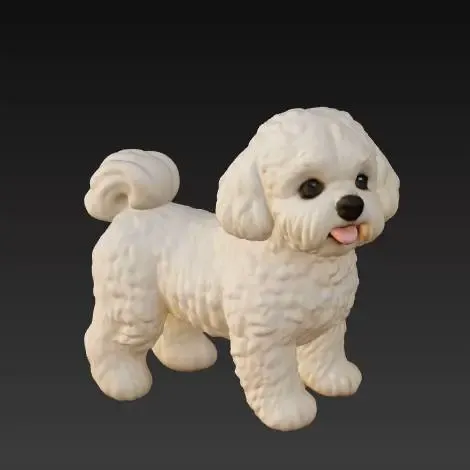 Maltese Dog