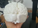 cerebro escala real-2