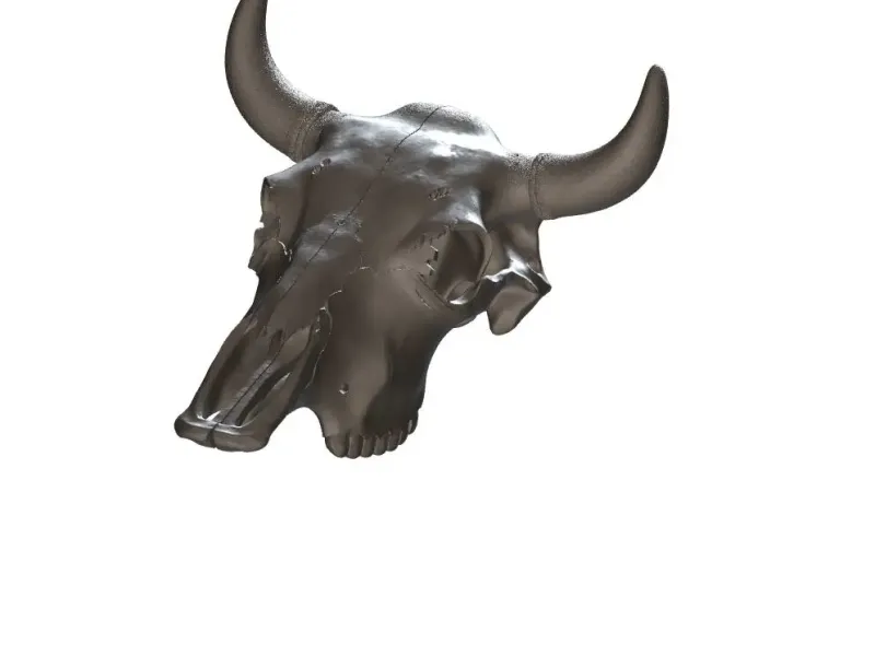 cow skull