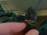 Parson's Chameleon-8