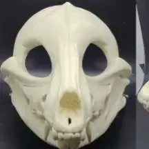 Skull dog canine 3D