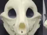 Skull dog canine 3D-0