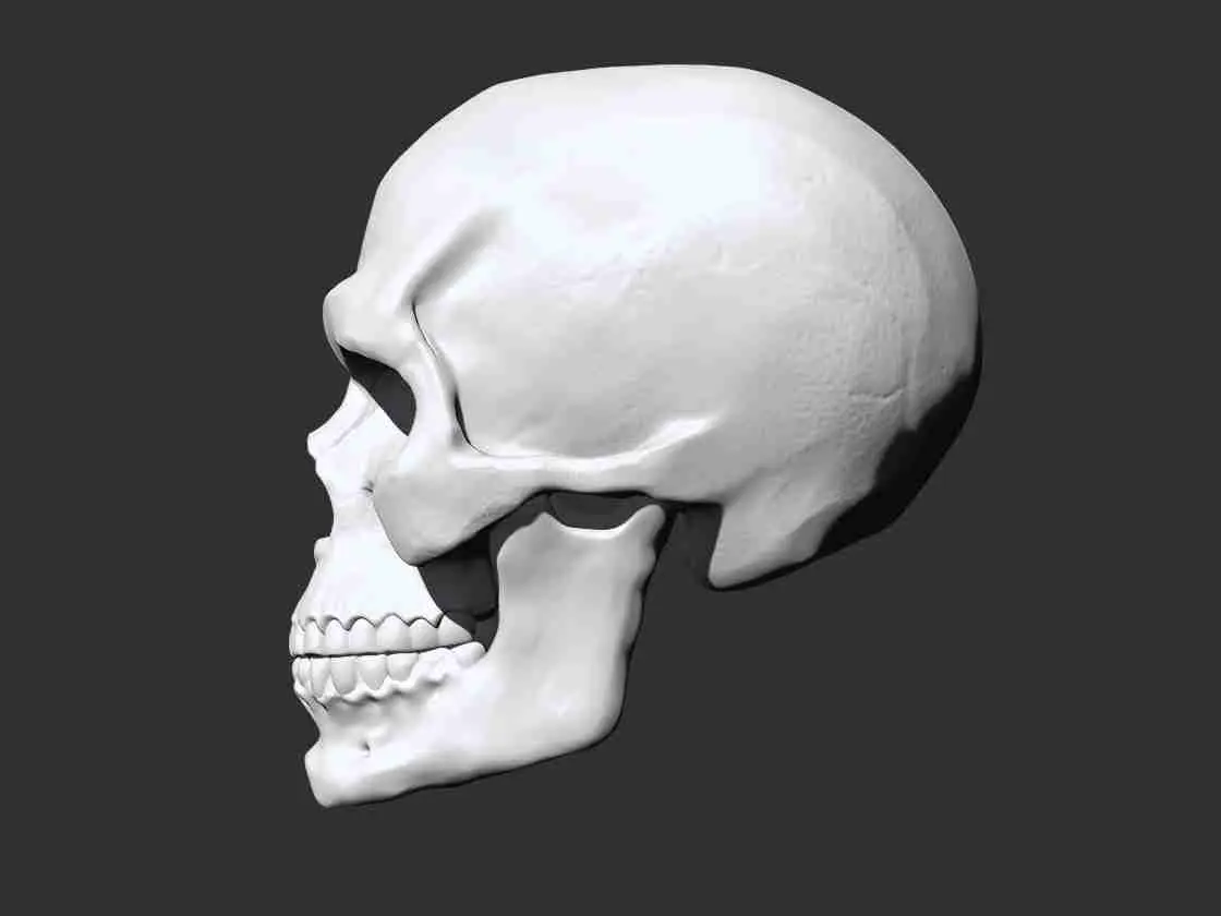 Skull - Anatomy 3D print model