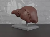 Human Anatomy Liver Organ-2
