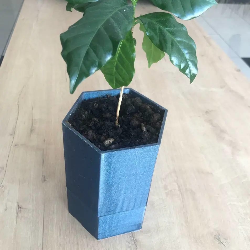 Plant pot with drain bottom