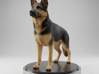 German Shepherd